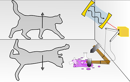 Pourquoi les chats ne peuvent-ils pas être à la fois morts et vivants ?