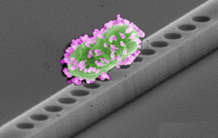 On-chip optical nano-tweezers towards culture-less fast bacterial state and viability assessment